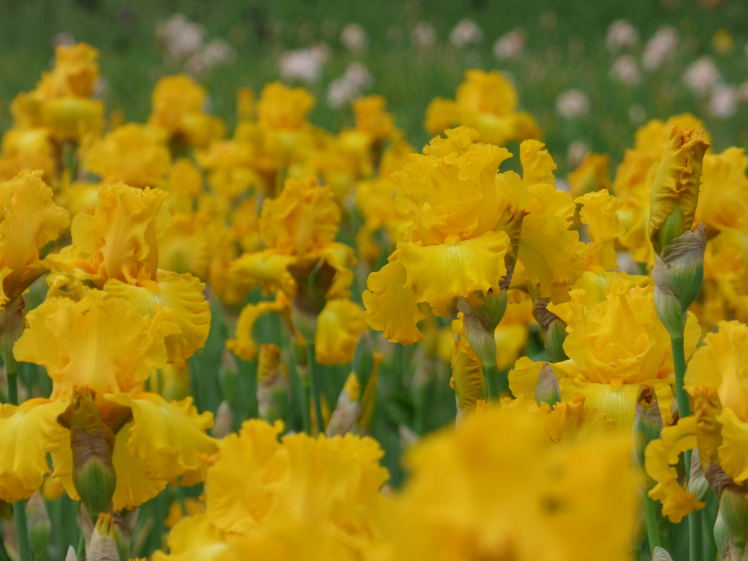 Big As The Moon - Bonus | Tall Bearded Iris – Schreiner's Gardens