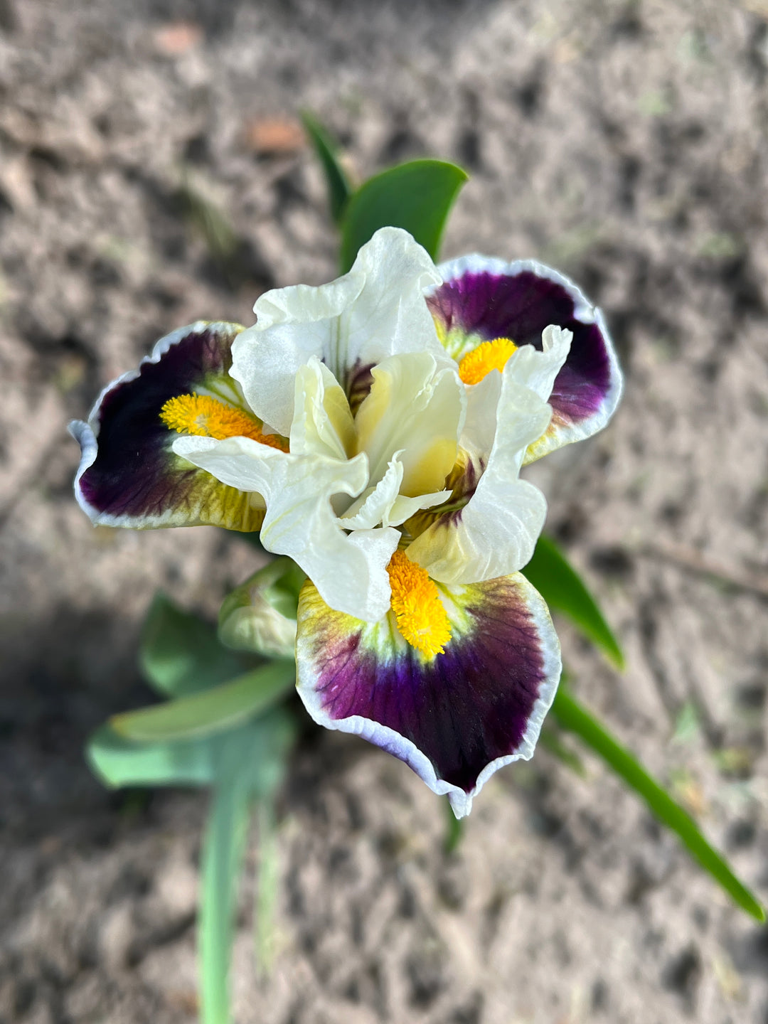 Bighorn | Dwarf Bearded Iris – Schreiner's Gardens