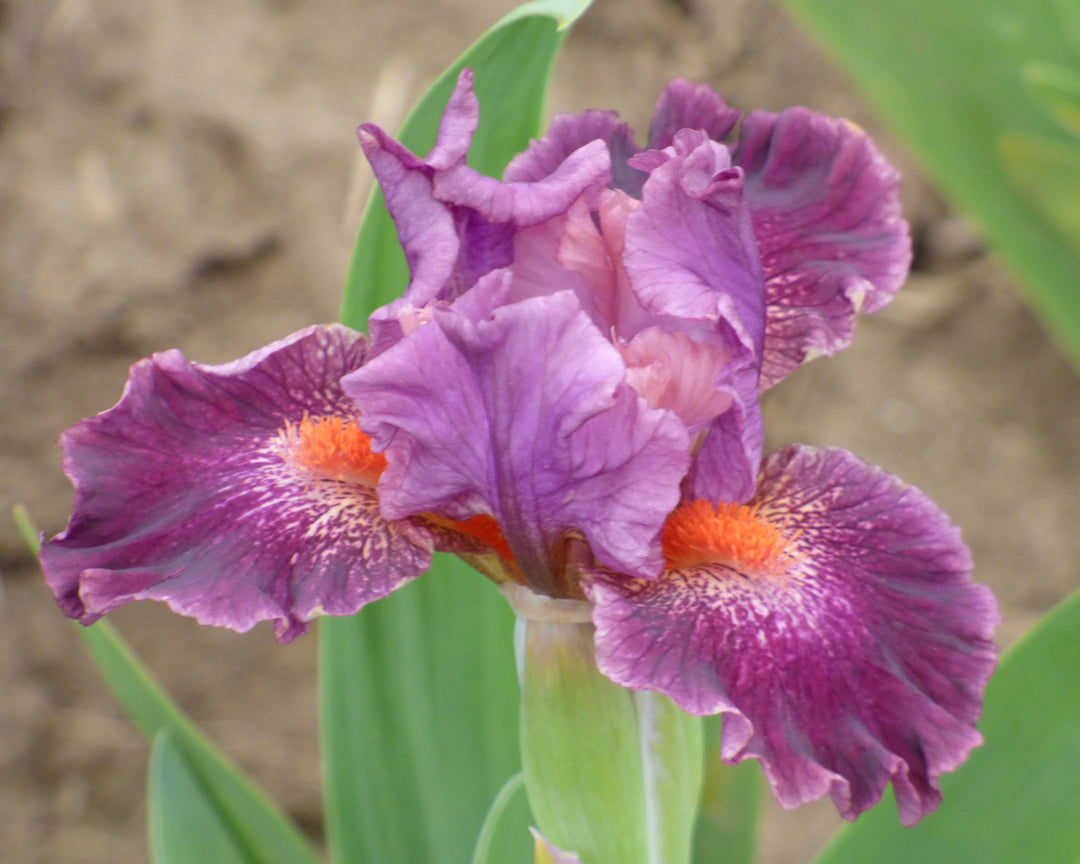Bishop – Schreiner's Gardens