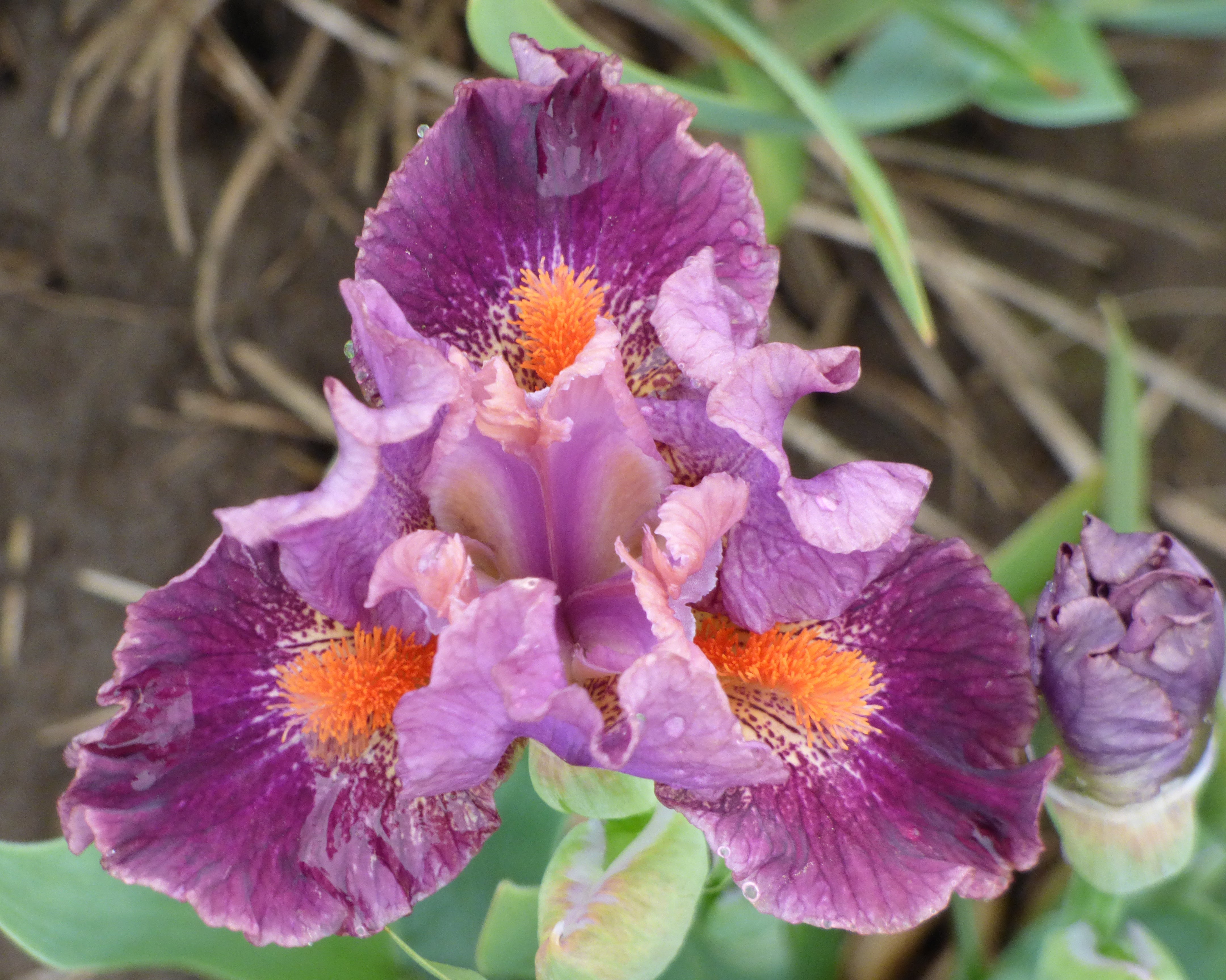 Bishop – Schreiner's Gardens