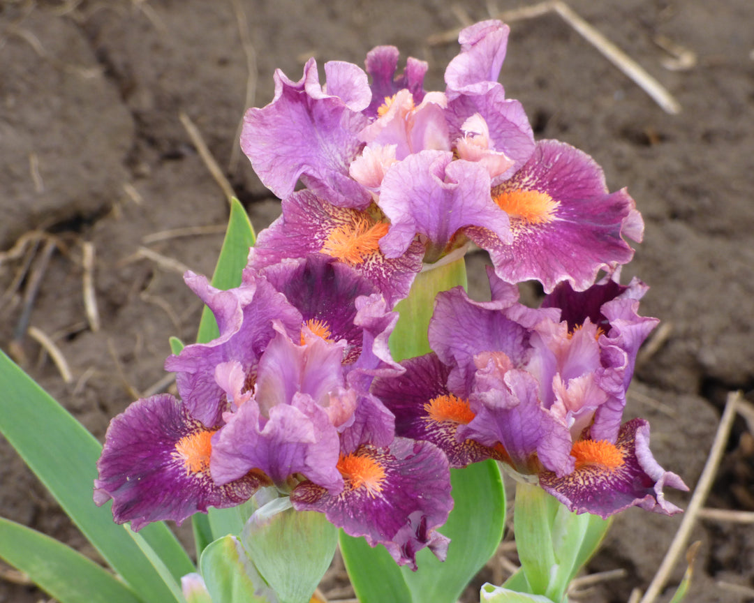 Bishop – Schreiner's Gardens
