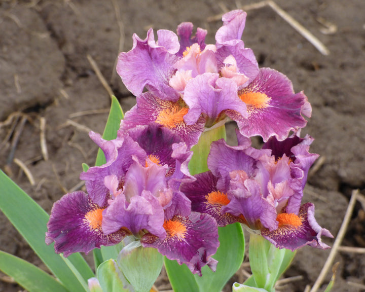 Bishop Standard Dwarf Potted Iris – Schreiner's Gardens