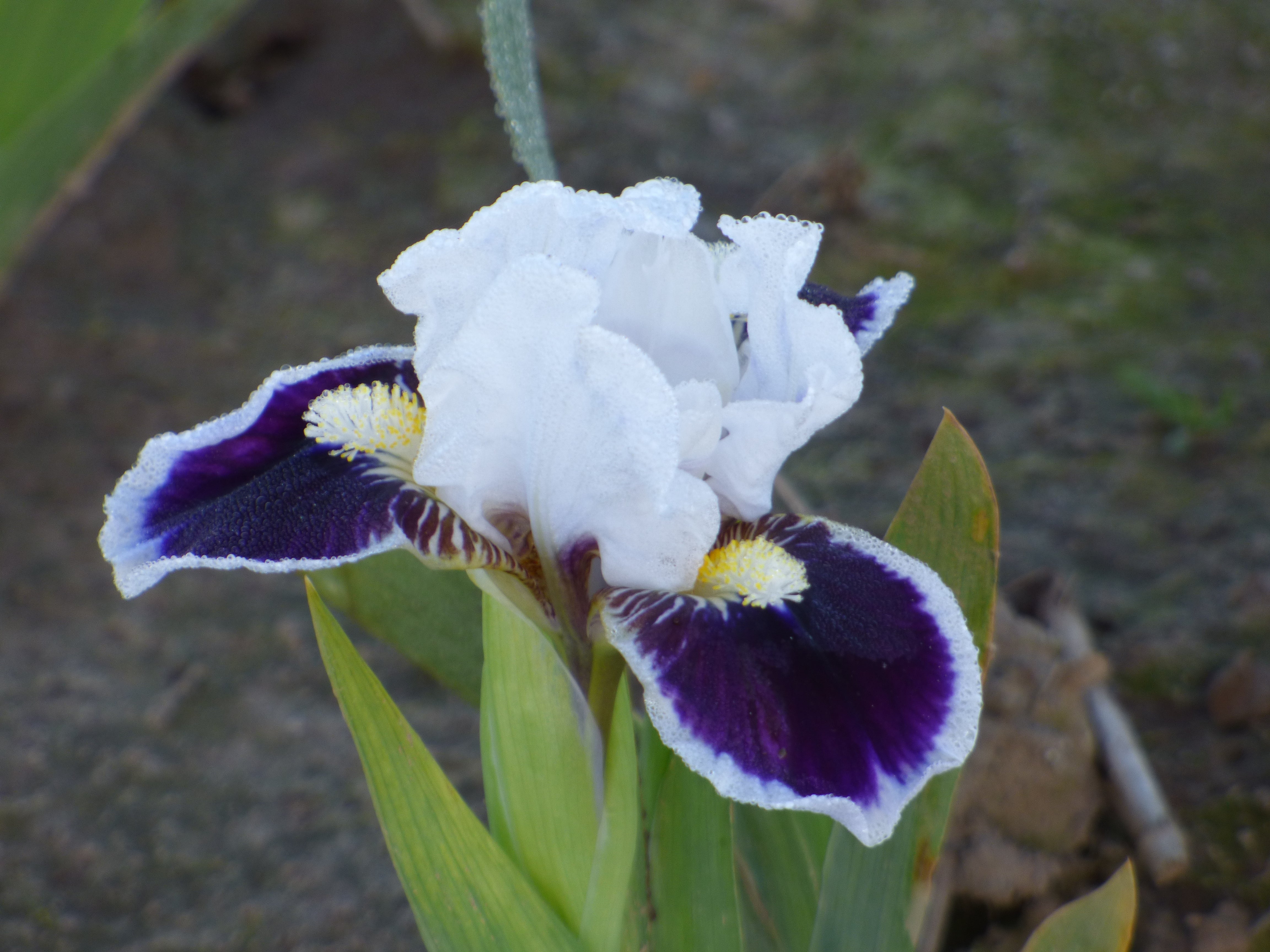 Bitty Beauty | Dwarf Bearded Iris – Schreiner's Gardens