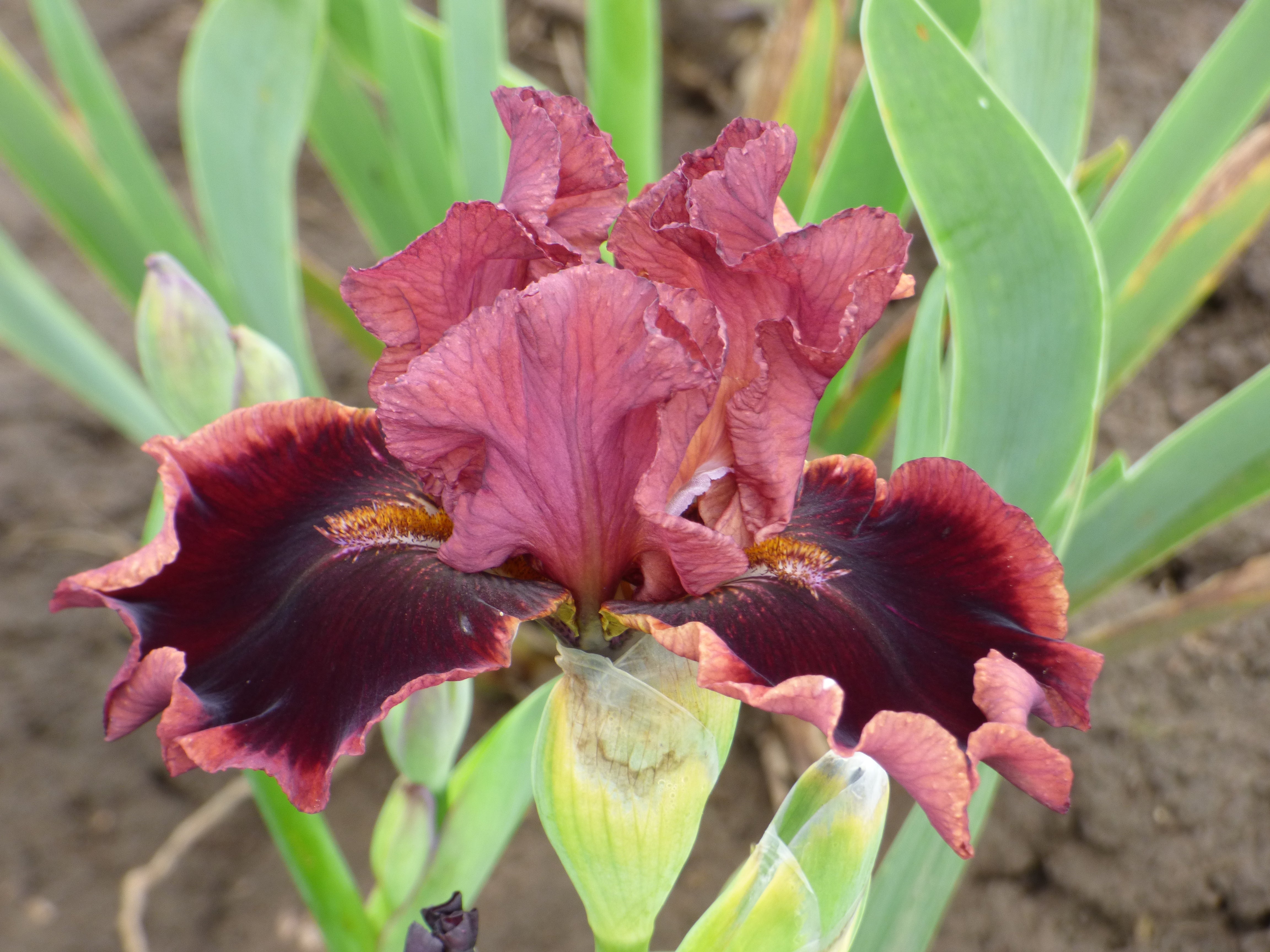Black Cherry Sorbet | Border & Table Bearded Iris – Schreiner's
