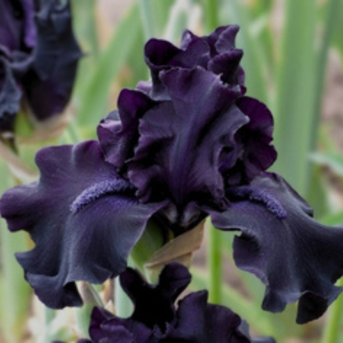 Dark Iris Bouquet