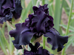 Black Friday | Tall Bearded Iris – Schreiner's Gardens