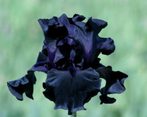 Black Friday | Tall Bearded Iris – Schreiner's Gardens