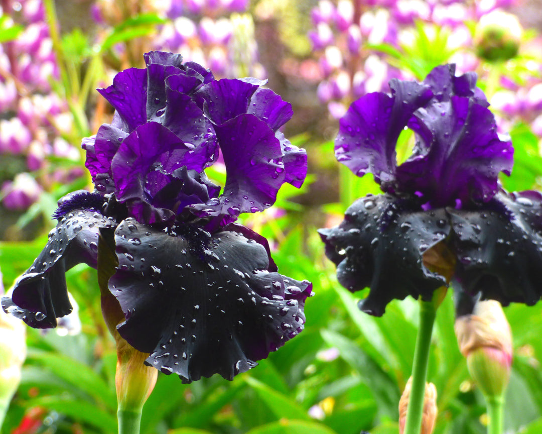Black Is Black | Tall Bearded Iris – Schreiner's Gardens
