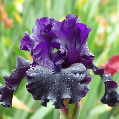 Dark Iris Bouquet