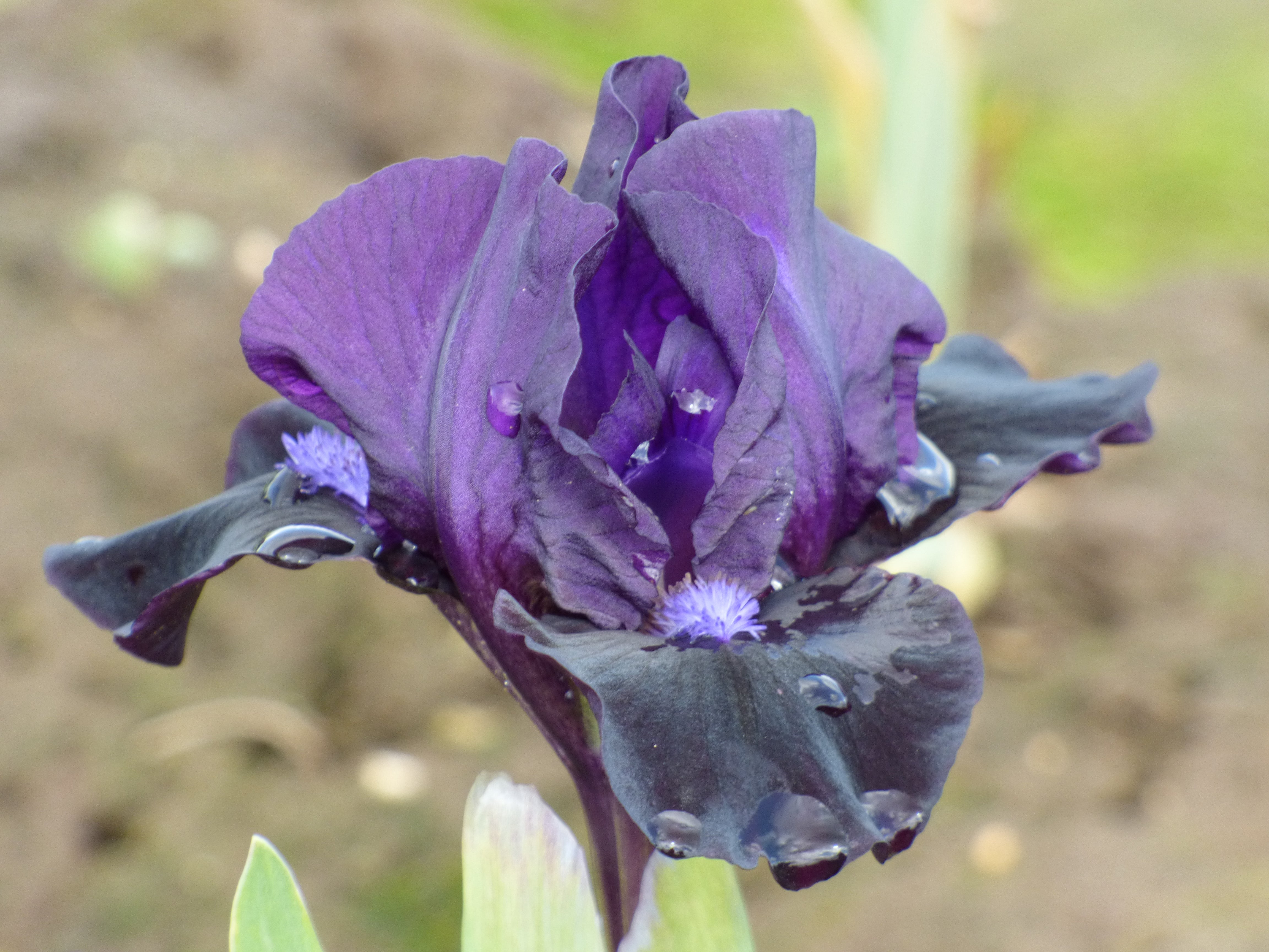 Black Lightning | Dwarf Bearded Iris – Schreiner's Gardens