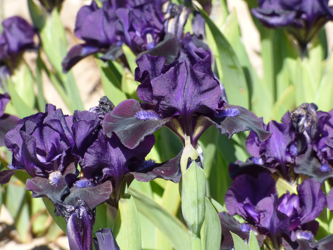 Black Lightning | Dwarf Bearded Iris – Schreiner's Gardens