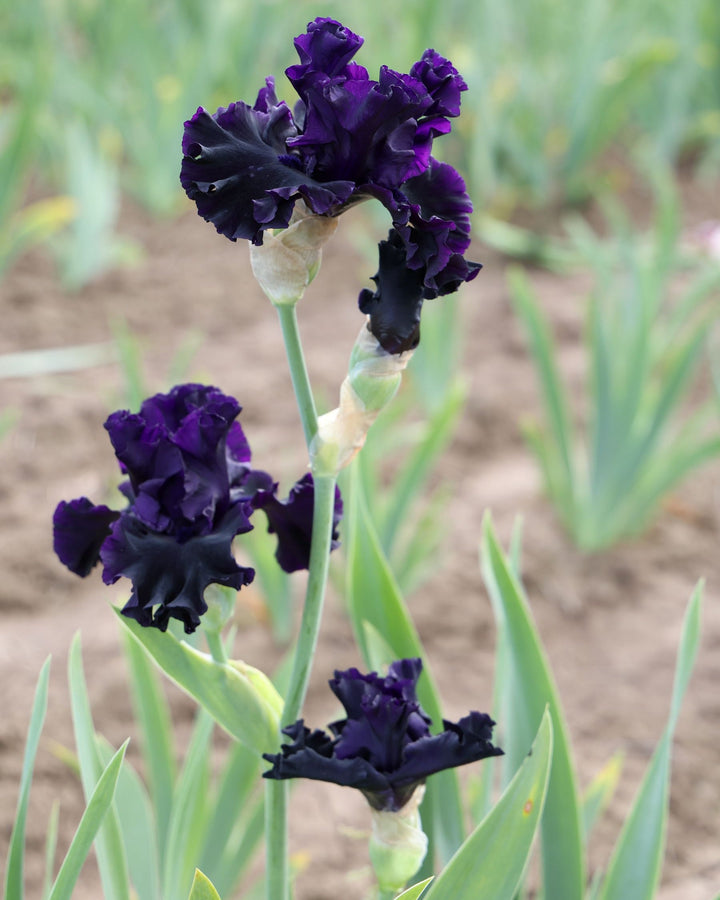 Black Lipstick | Tall Bearded Iris – Schreiner's Gardens