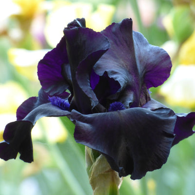 Dark Iris Bouquet