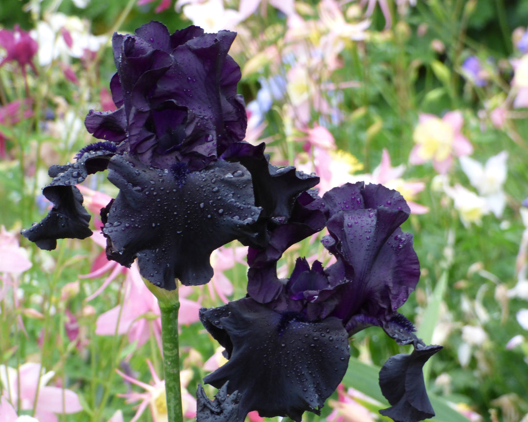 Blackpearls ブラックパープル　「Figi」 Black Friday | Tall Bearded Iris – Schreiner's Gardens