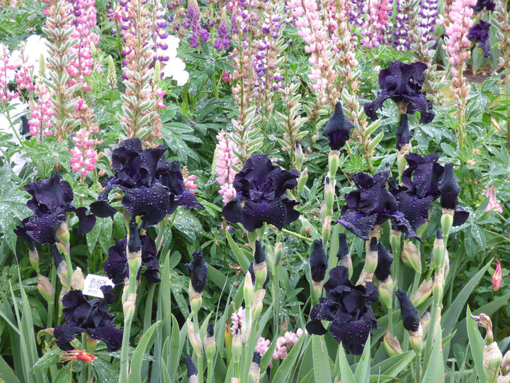 Black Suited | Tall Bearded Iris – Schreiner's Gardens