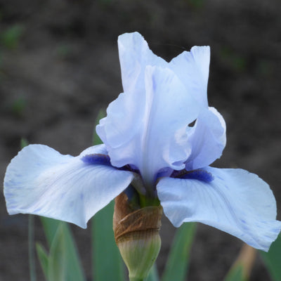 Blue Cut Stems