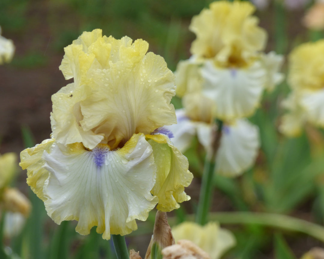 Blind Ambition | Tall Bearded Iris – Schreiner's Gardens