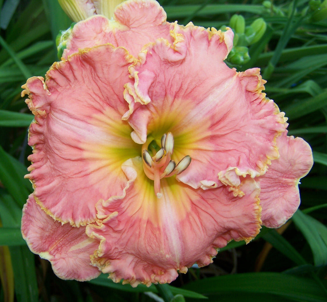 Blossom Hill – Schreiner's Gardens