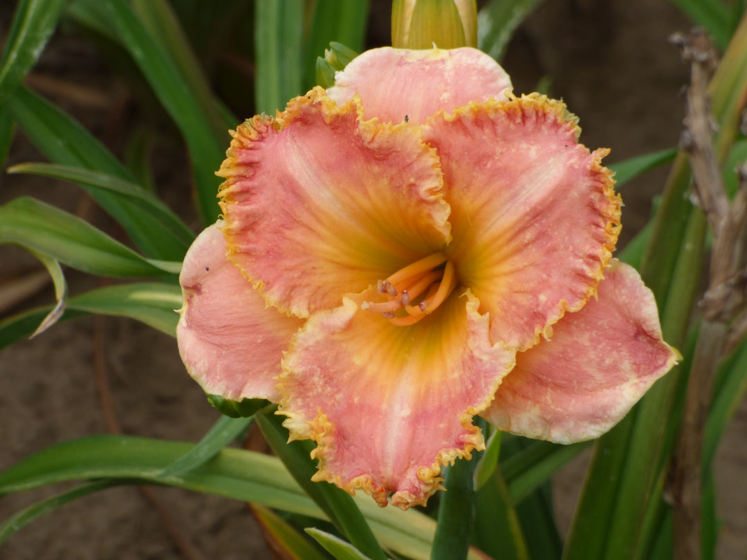 Blossom Hill - Over $450 Bonus – Schreiner's Gardens