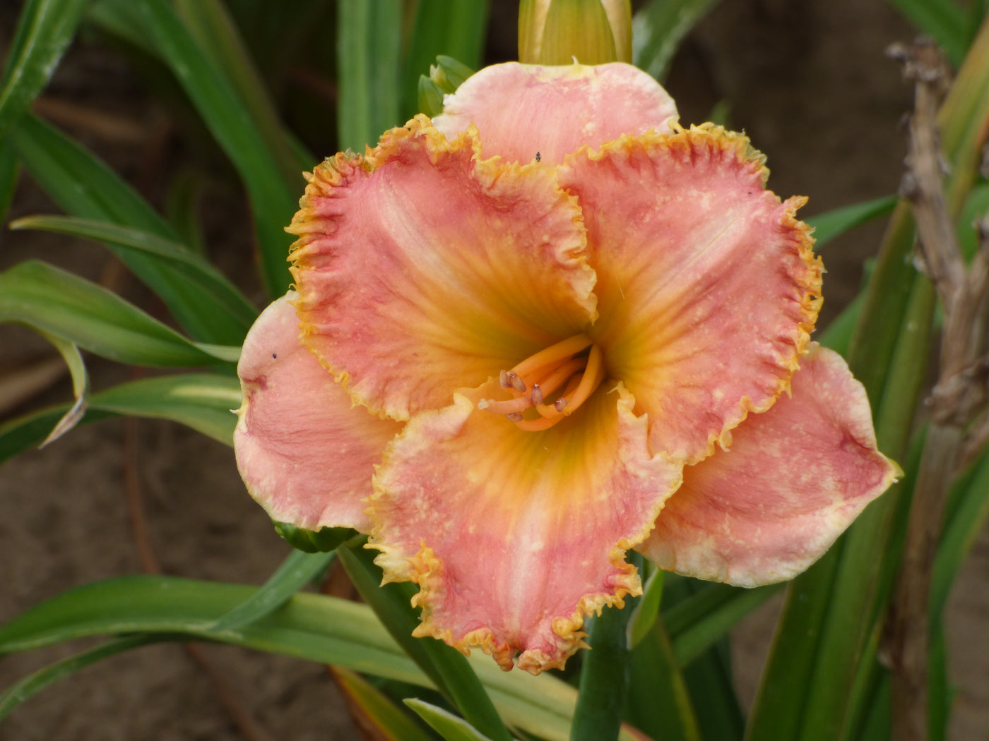 Blossom Hill - Over $450 Bonus – Schreiner's Gardens