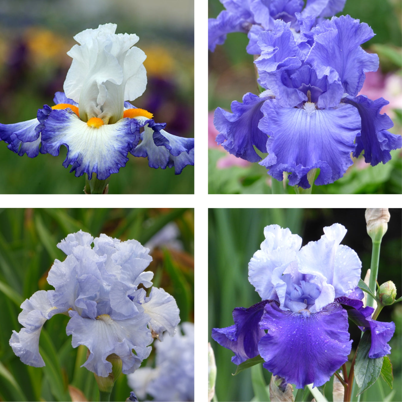 Color Collection, Purple/Blue - 15, 25, or 50 – Schreiner's Gardens
