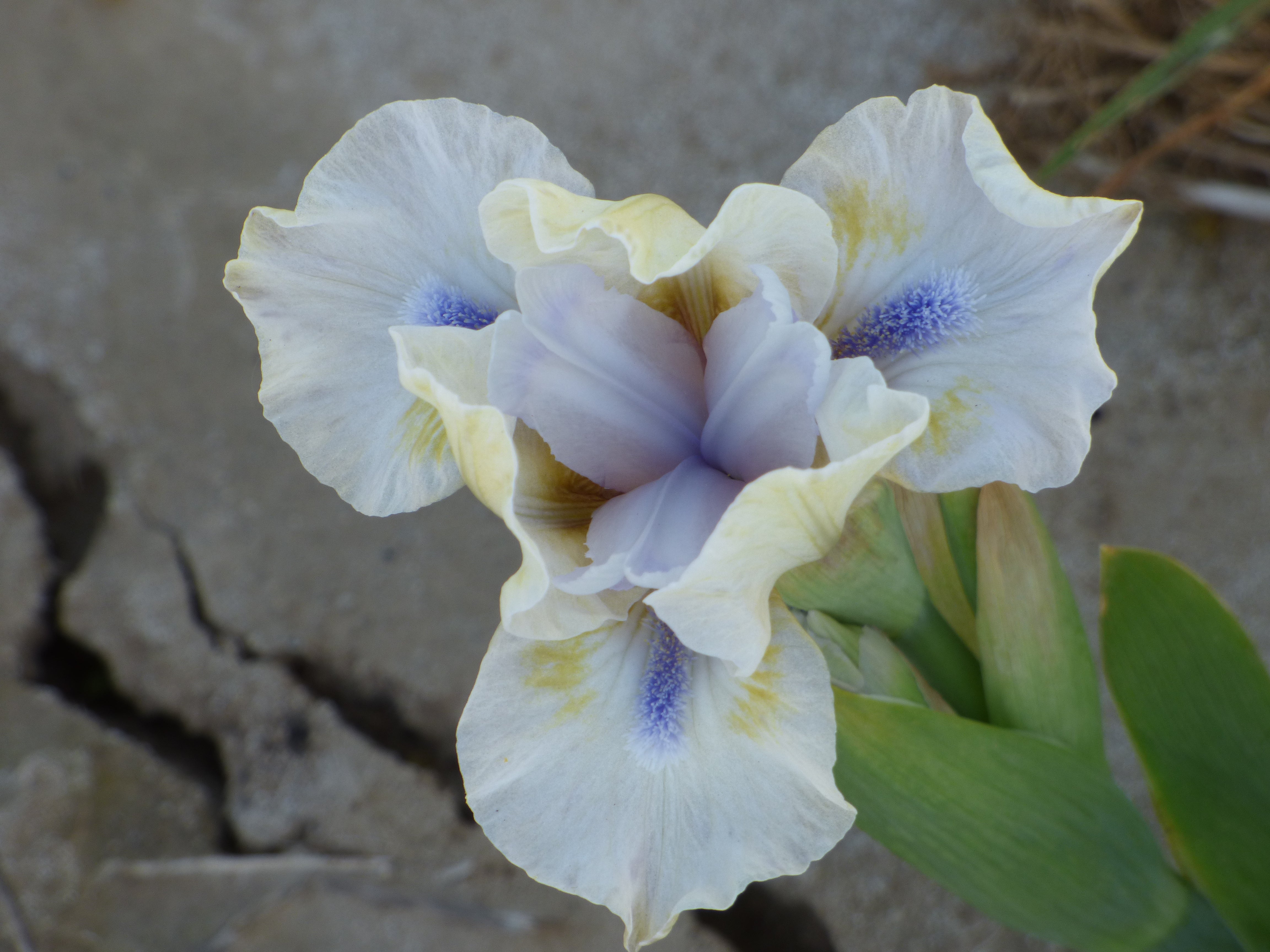 Blue Oasis – Schreiner's Gardens