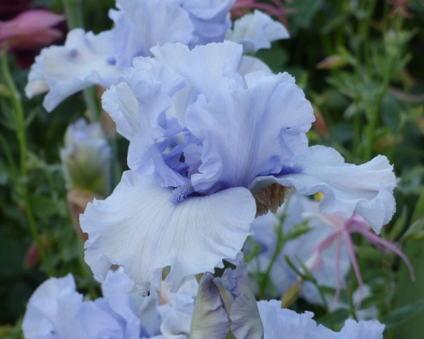 Blue Trill | Tall Bearded Iris – Schreiner's Gardens