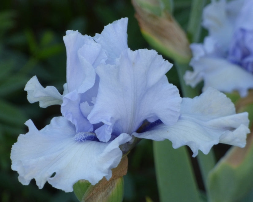 Blue Trill | Tall Bearded Iris – Schreiner's Gardens