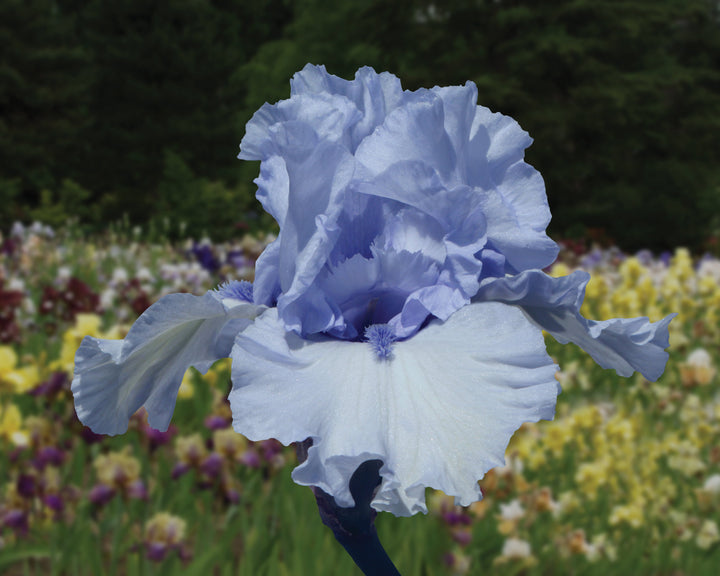 Blue Trill | Tall Bearded Iris – Schreiner's Gardens