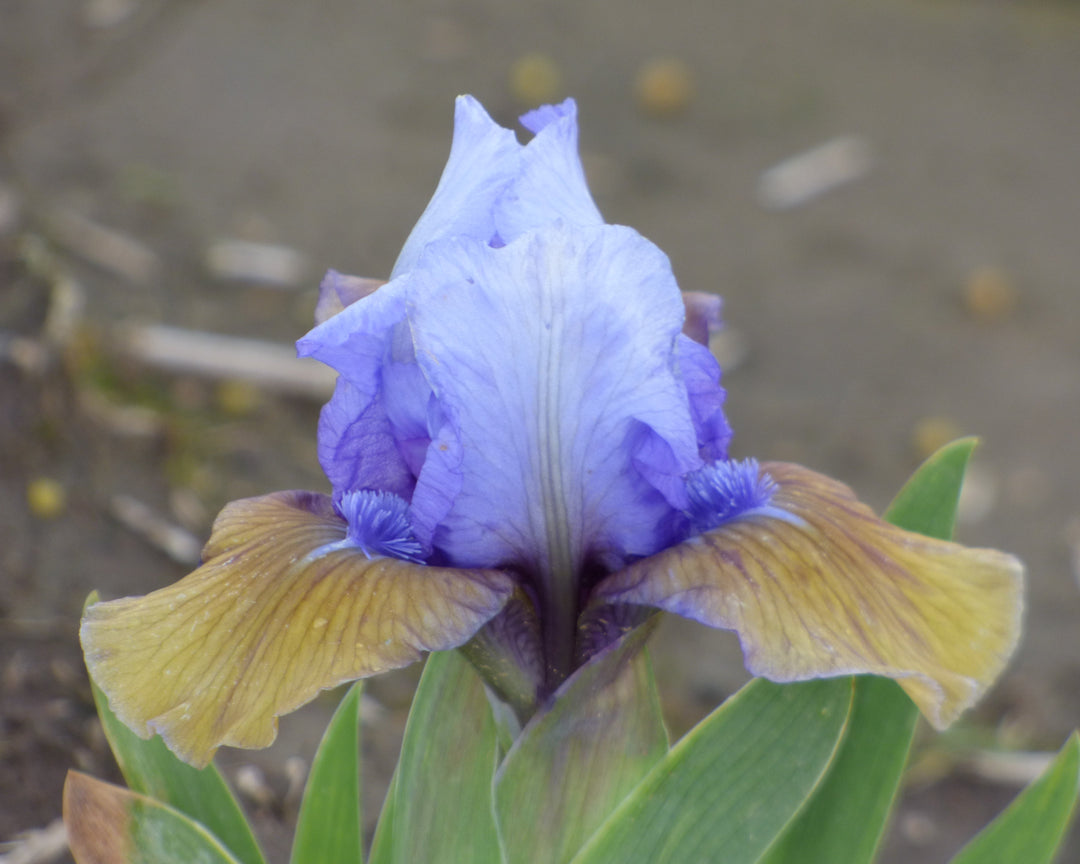 Blueberry Tart | Dwarf Bearded Iris – Schreiner's Gardens