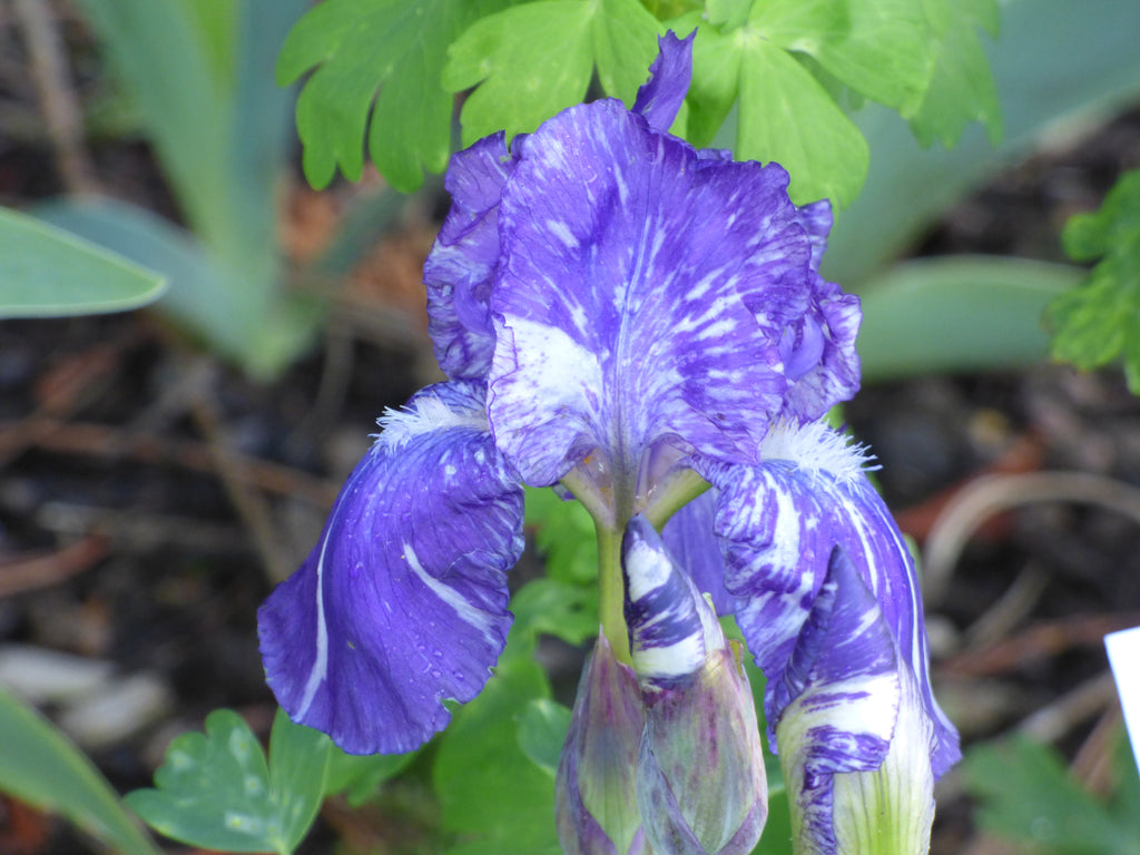 Blueberry Filly | Intermediate Bearded Iris – Schreiner's Gardens