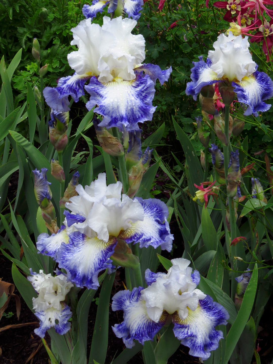Blueberry Parfait | Tall Bearded Iris – Schreiner's Gardens