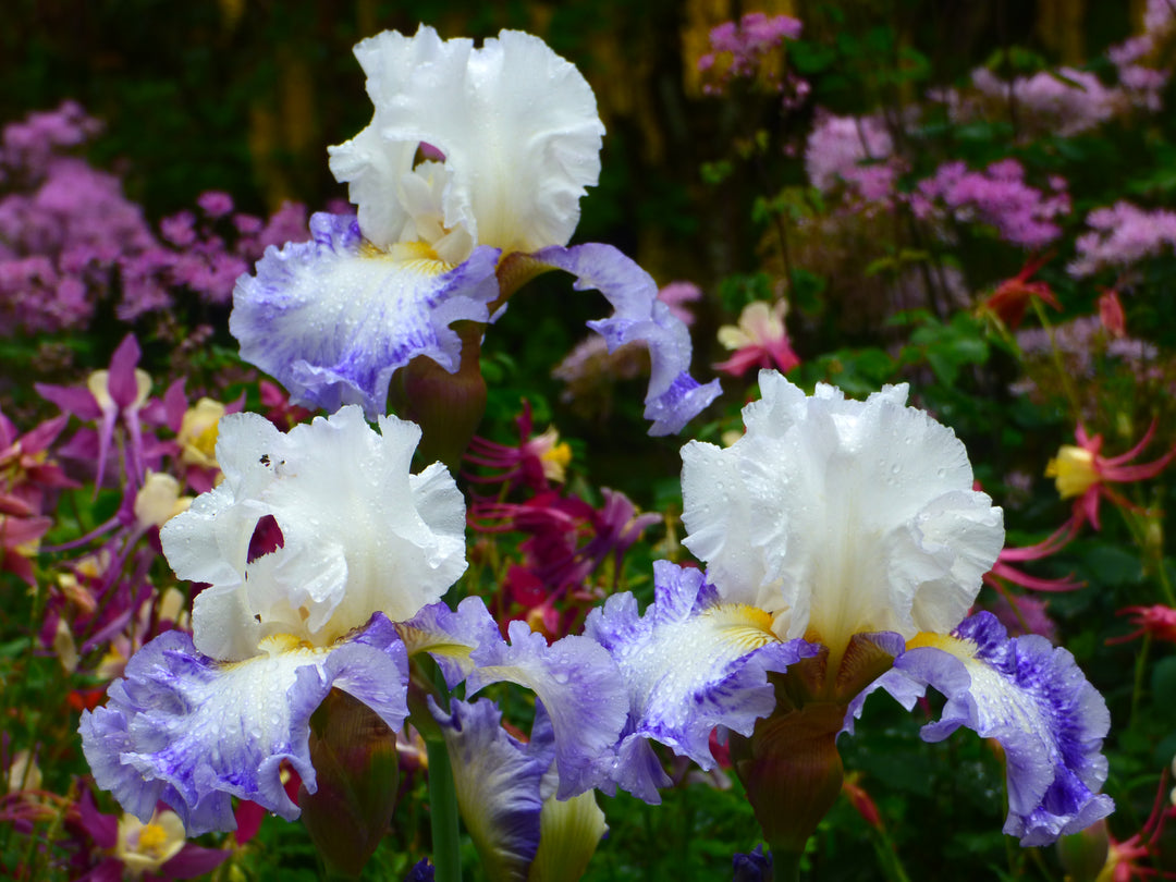No.137 豪華！ ホワイト×ブルー＆パープル フラワーピン Blueberry Parfait | Tall Bearded Iris – Schreiner's Gardens