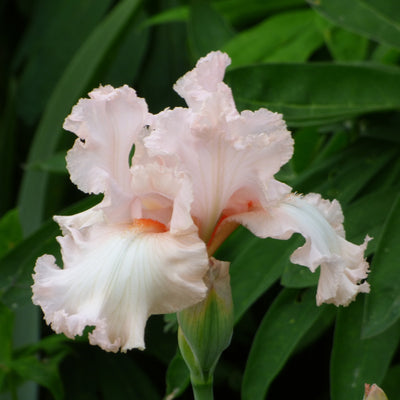 Mixed Pastel Iris Bouquet
