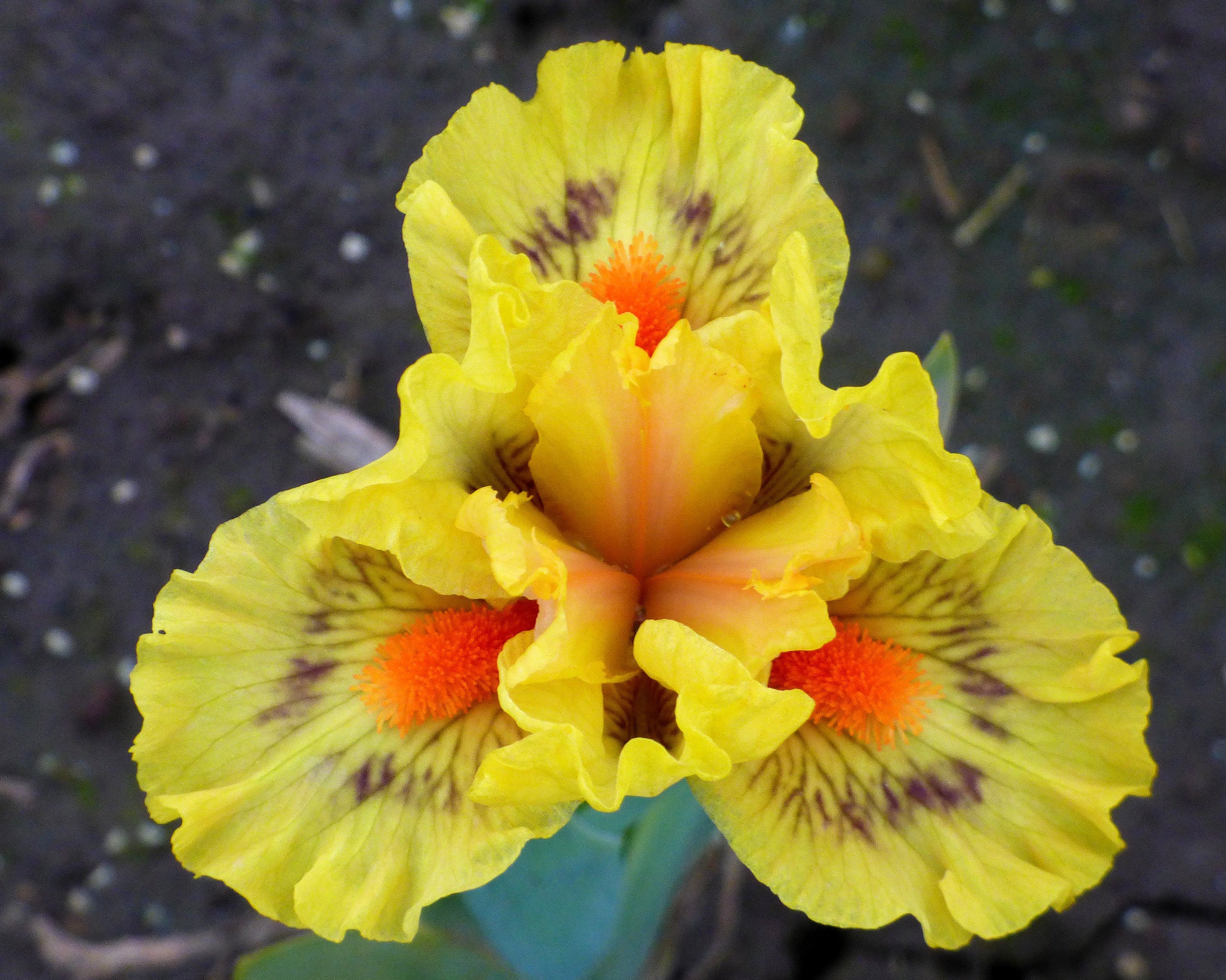 Boggle | Dwarf Bearded Iris – Schreiner's Gardens