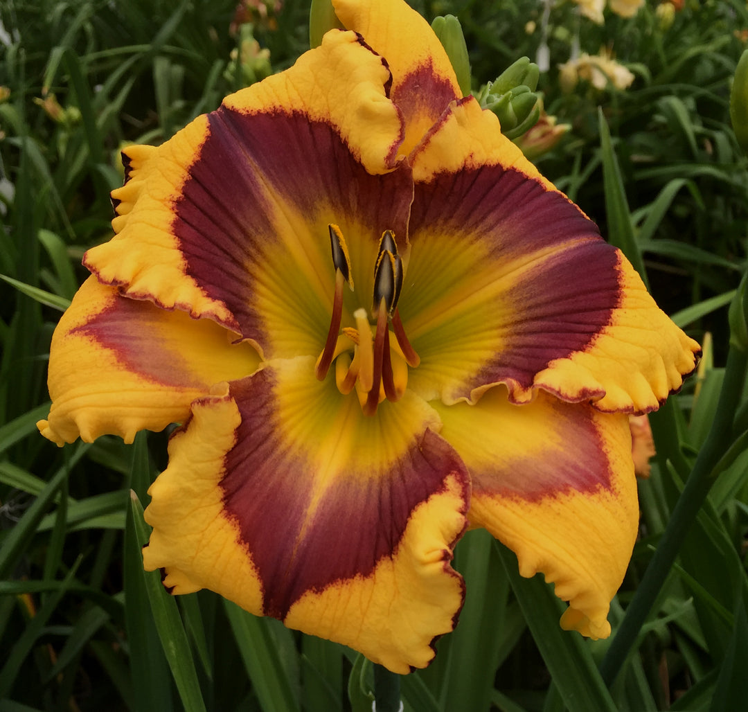 Bold Endeavor | Maryott Daylilies – Schreiner's Gardens