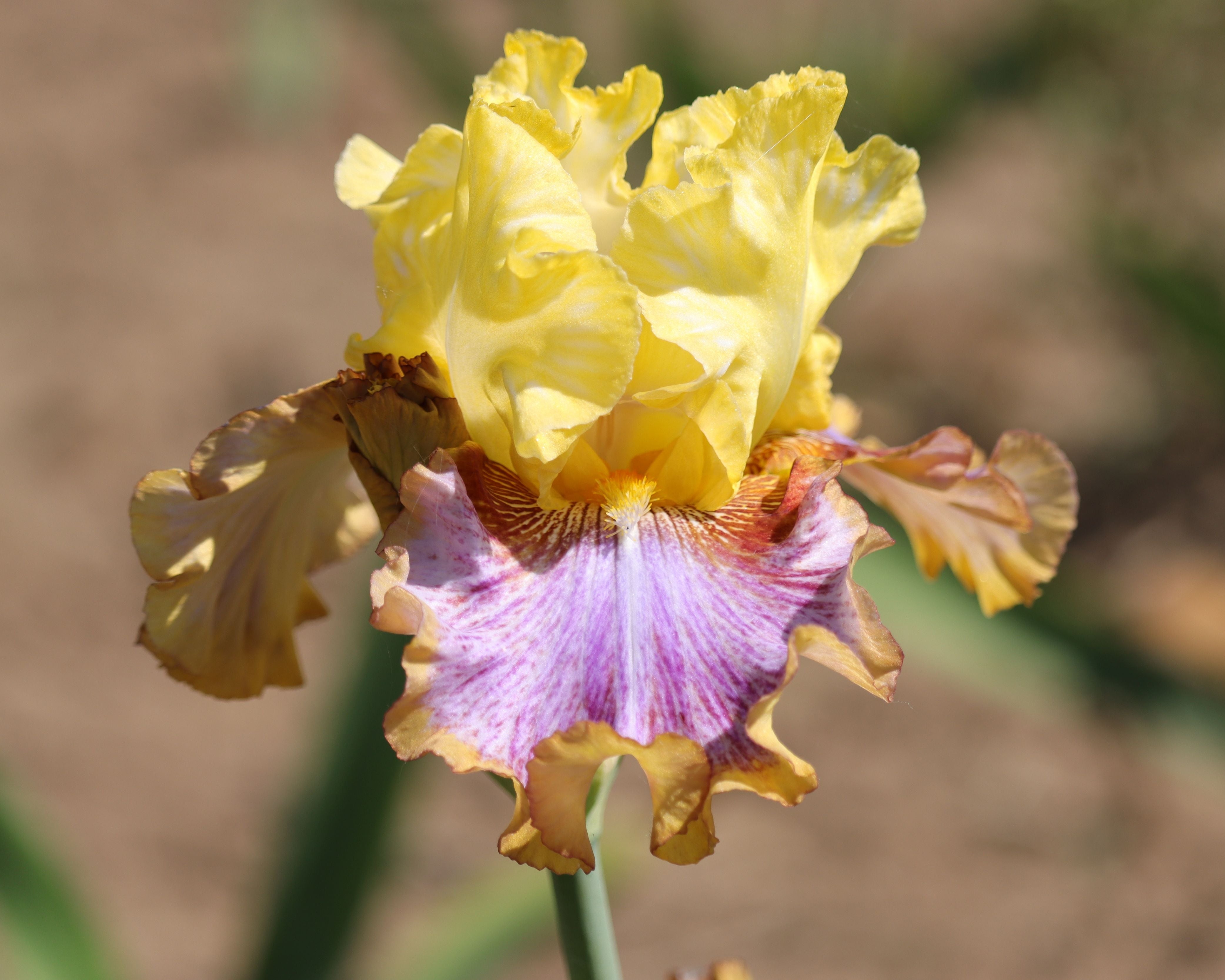 Bold Pattern – Schreiner's Gardens