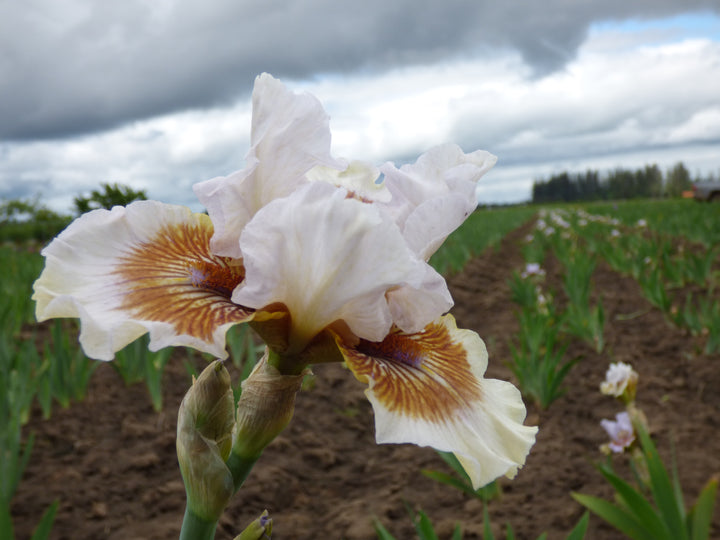 Bonjour | Border & Table Bearded Iris – Schreiner's Gardens