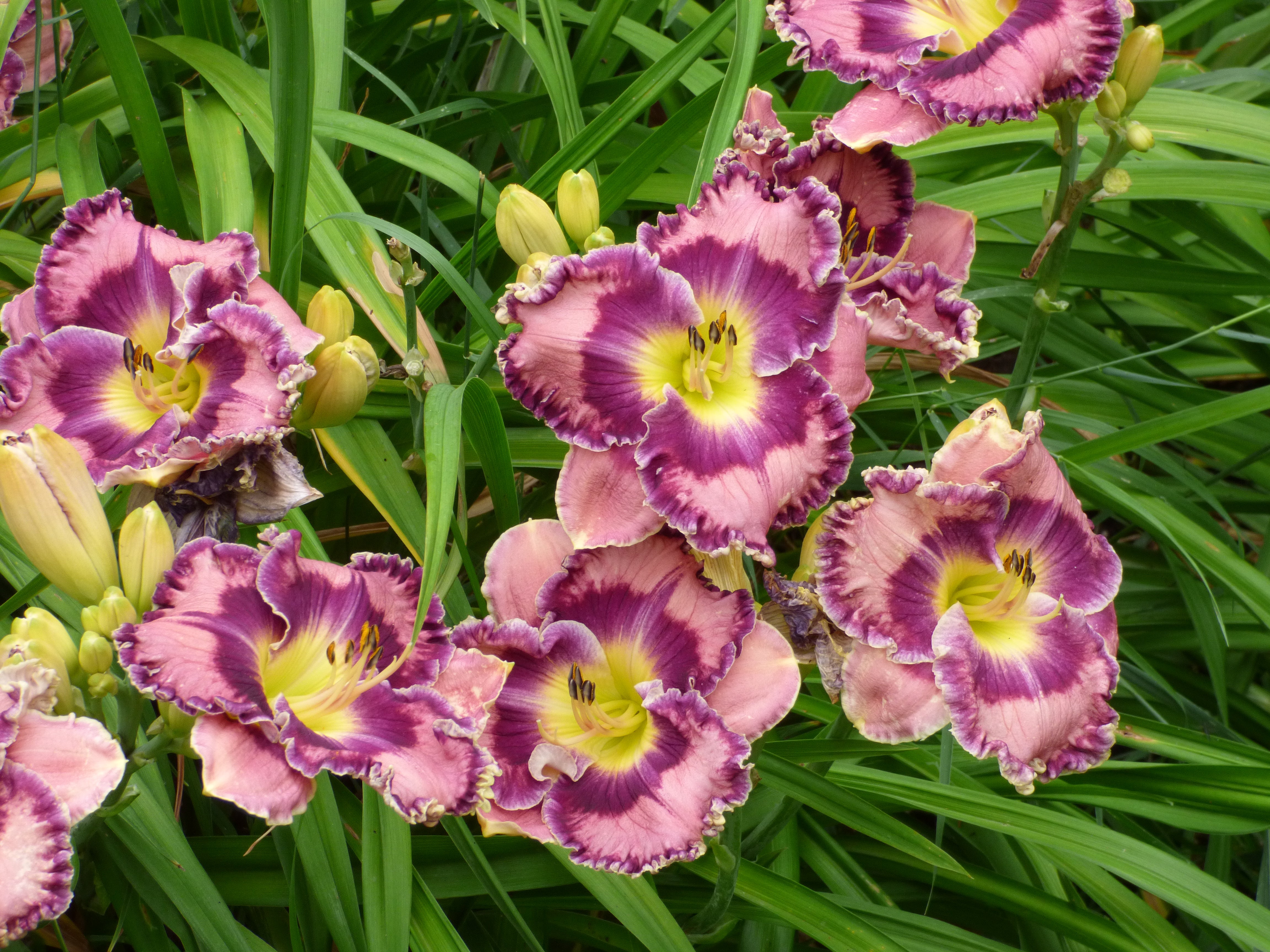 Born in California | Spring Daylily Catalog – Schreiner's Gardens