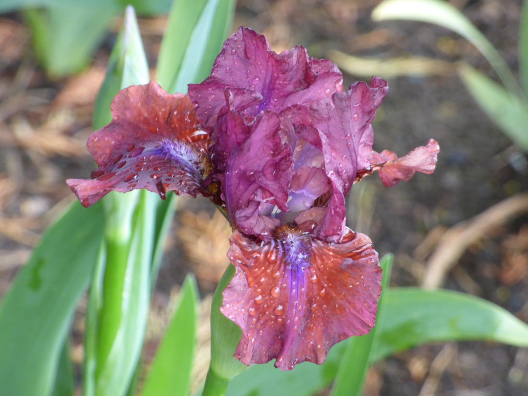 ローズクォーツ　ジェミー　スター　びっくりレインボー　虹　モザンビーク Smith Rock | Tall Bearded Iris – Schreiner's Gardens