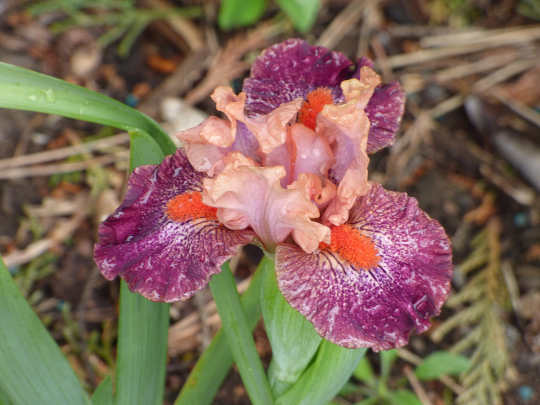 Brash And Sassy | Dwarf Bearded Iris – Schreiner's Gardens