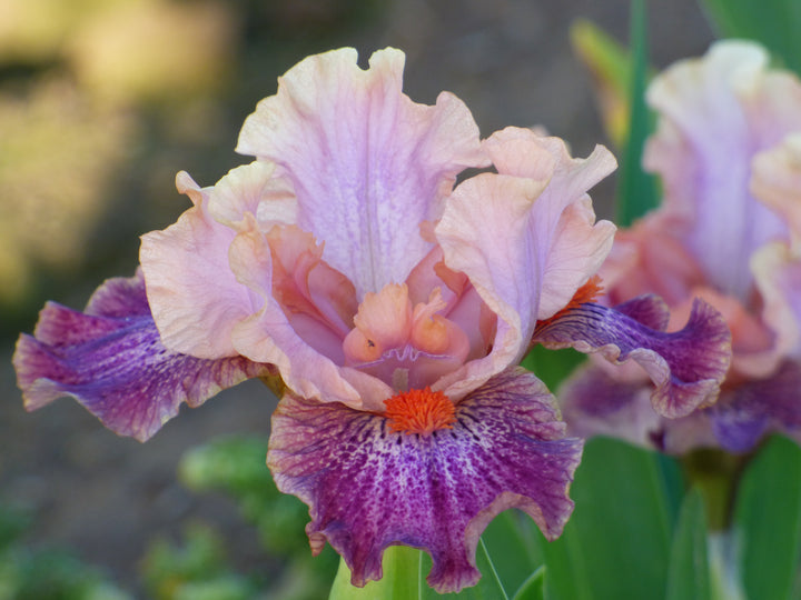 Brash And Sassy | Dwarf Bearded Iris – Schreiner's Gardens