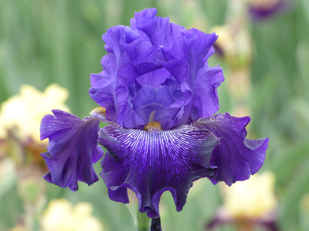 Break Time | Tall Bearded Iris – Schreiner's Gardens