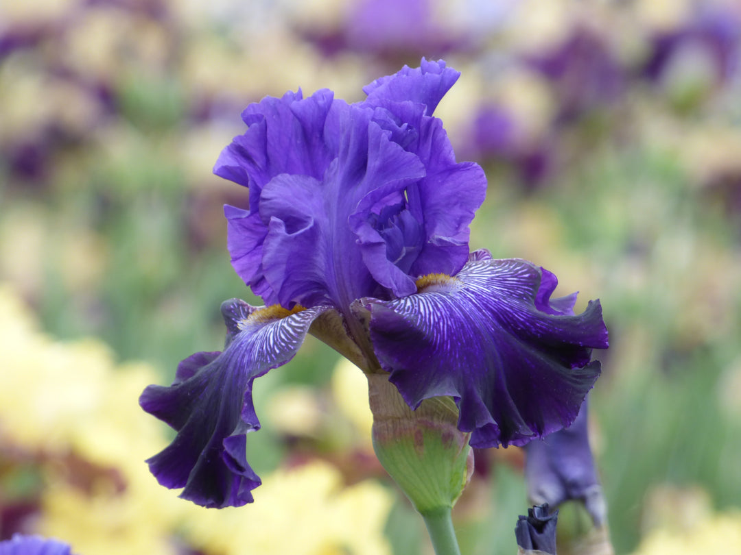 Break Time | Tall Bearded Iris – Schreiner's Gardens
