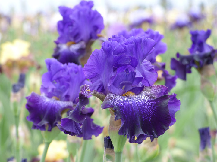 Break Time | Tall Bearded Iris – Schreiner's Gardens