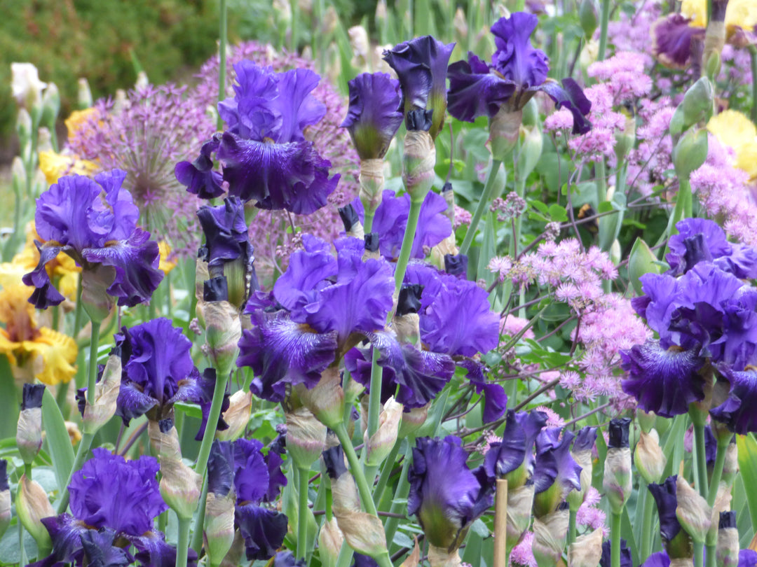 Break Time | Tall Bearded Iris – Schreiner's Gardens