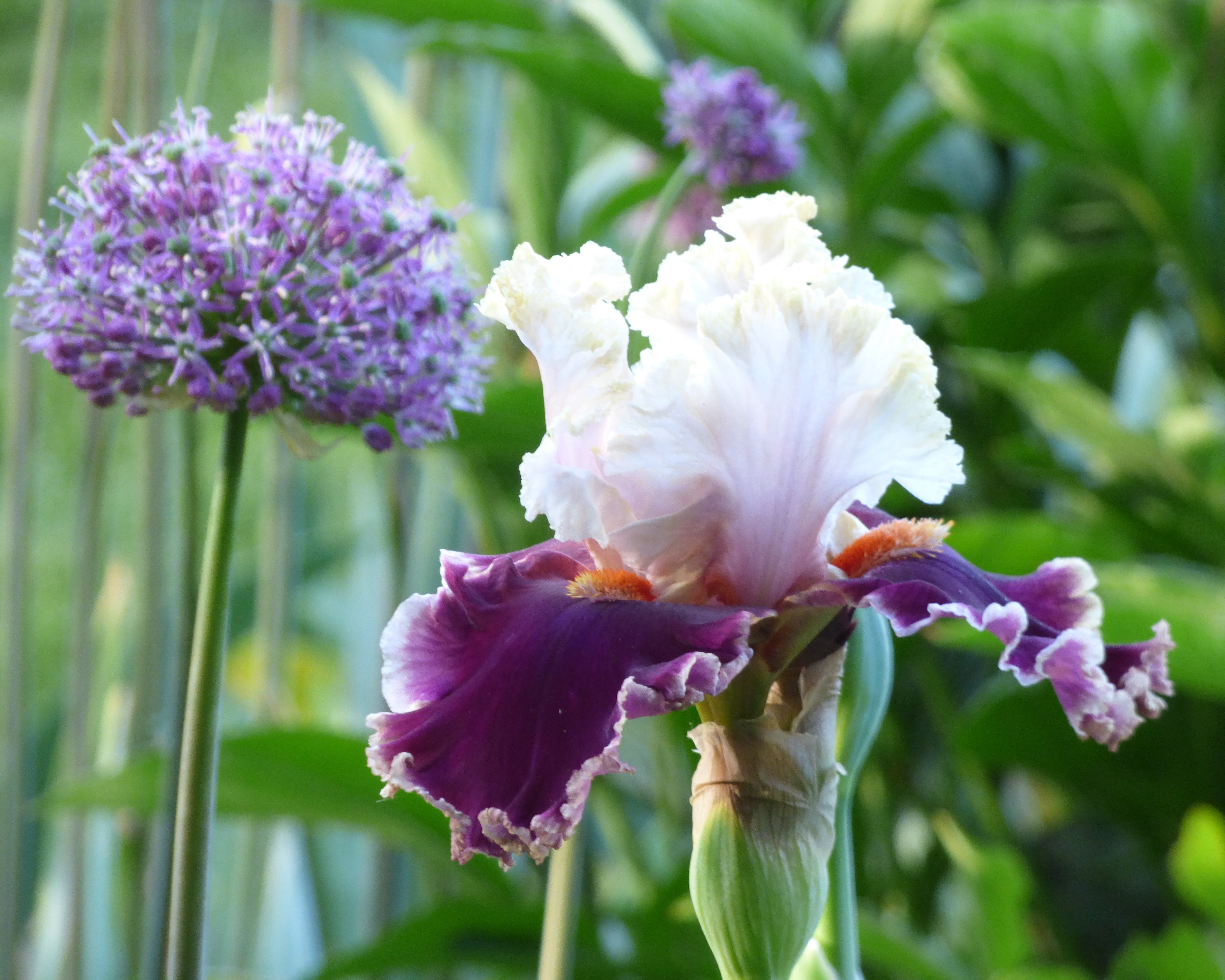 Breezin' | Tall Bearded Iris – Schreiner's Gardens