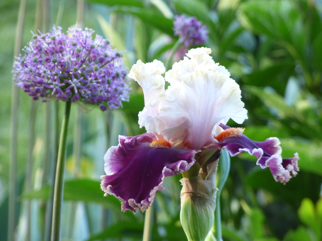Breezin' | Tall Bearded Iris – Schreiner's Gardens