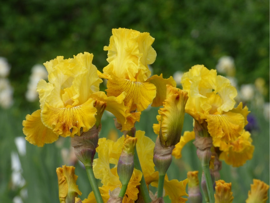 Bright Sunshiny Day – Schreiner's Gardens