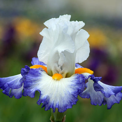 Blue Cut Stems